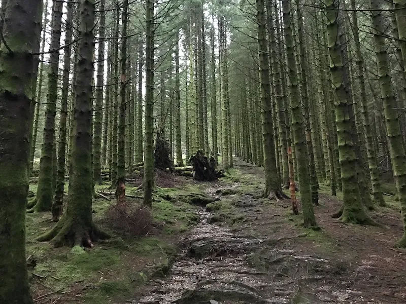 Fjellsiden - bilde av moseskogen i Isdalen