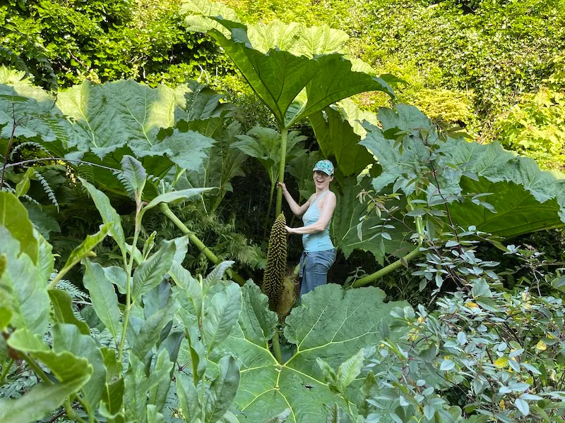 Bilde av planten Gunnera.